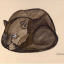 Gaston SUISSE (1896-1988) - Panthère noire lovée. 1926.